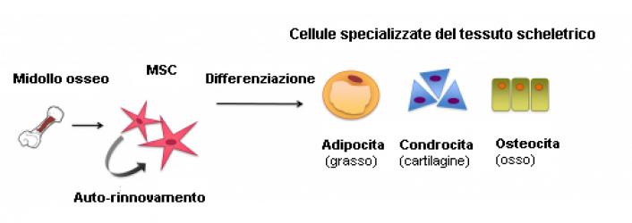 Mesench pic IT 706x250